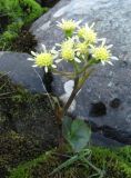 Petasites radiatus