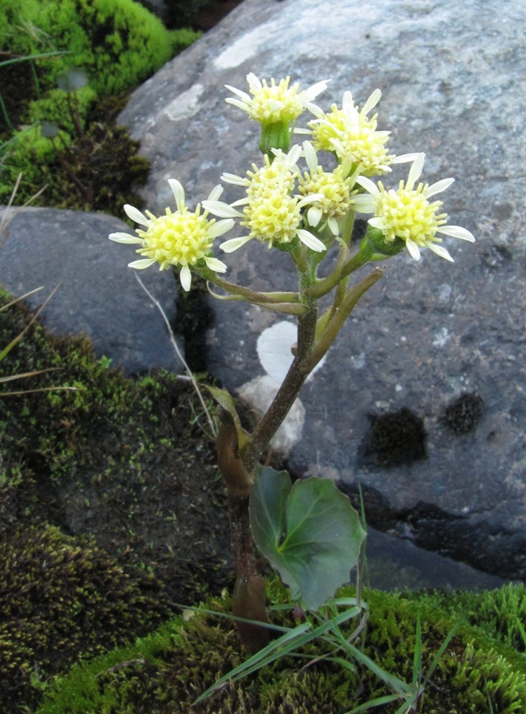 Image of Petasites radiatus specimen.