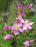 род Centaurium