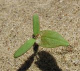 Fallopia convolvulus. Проросток. Окр. Архангельска, рудеральное местообитание, на песке. 04.06.2011.