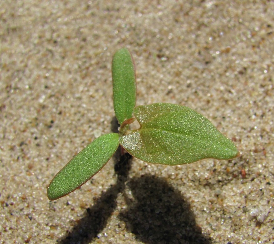 Изображение особи Fallopia convolvulus.