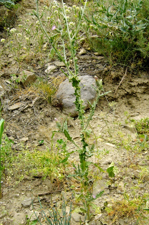 Image of Carduus cinereus specimen.