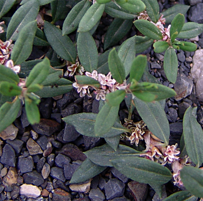 Изображение особи Polygonum alpestre.