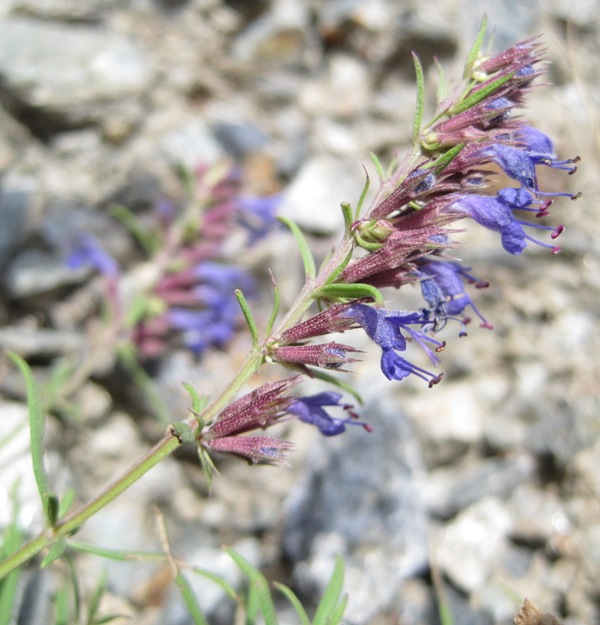 Изображение особи Hyssopus angustifolius.