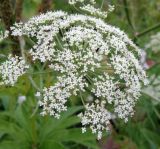 Cenolophium fischeri. Соцветие. Окр. Томска, дачный участок, в культуре. 12 августа 2011 г.