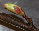 Ribes sanguineum. Раскрывающаяся цветочная почка. Германия, г. Кемпен, в культуре. 06.03.2012.