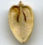 Image of taxon representative. Author is Николай Дегтярёв