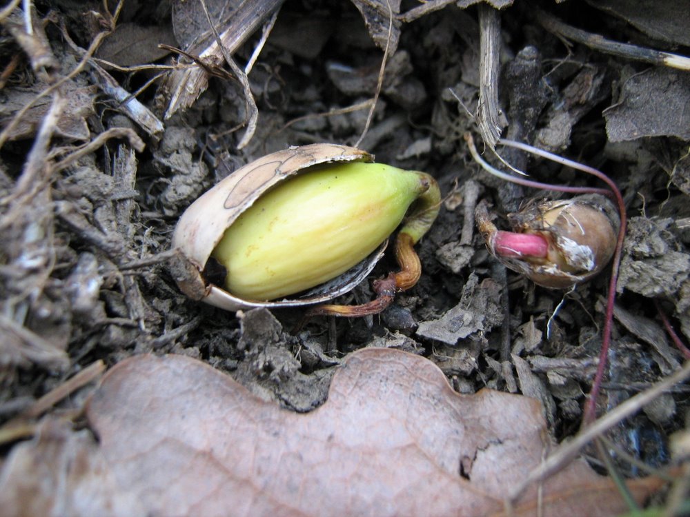 Изображение особи Quercus pubescens.