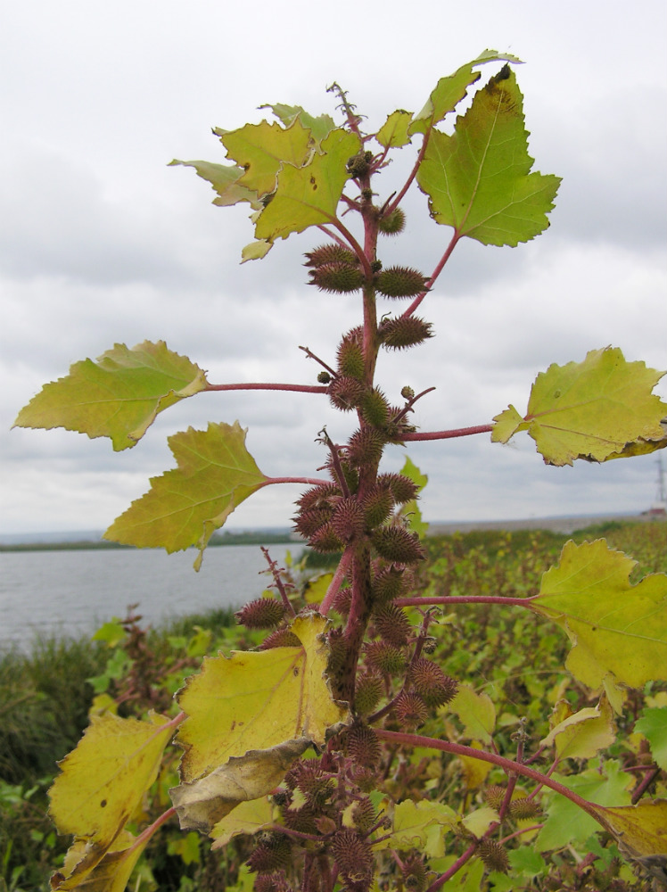 Image of Xanthium orientale specimen.