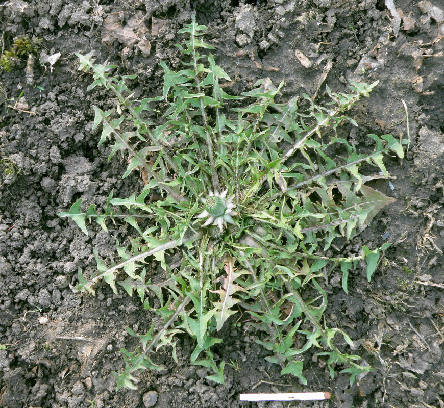 Image of genus Taraxacum specimen.