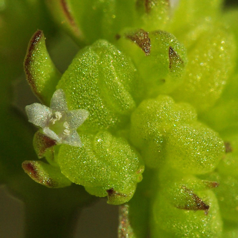 Изображение особи Valerianella costata.