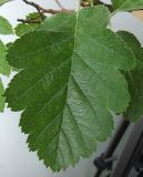 Sorbus intermedia. Лист. Германия, г. Кемпен, в парке. 13.05.2012.