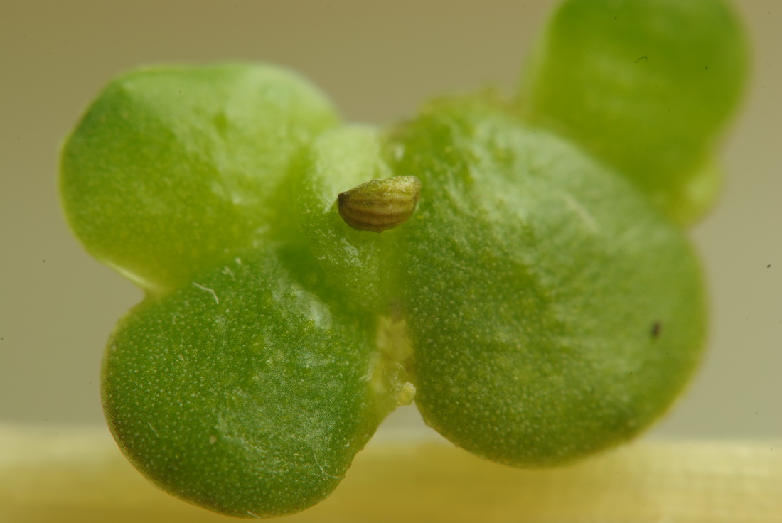 Image of Lemna gibba specimen.