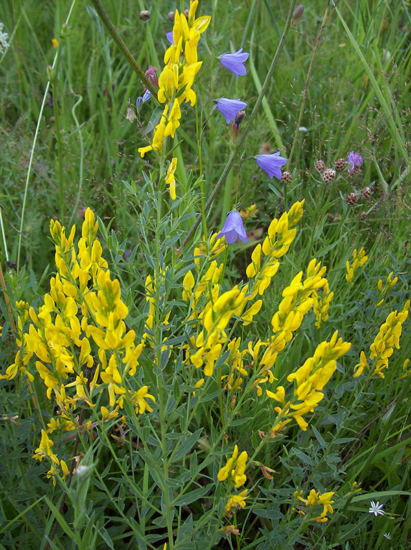 Изображение особи Genista tinctoria.