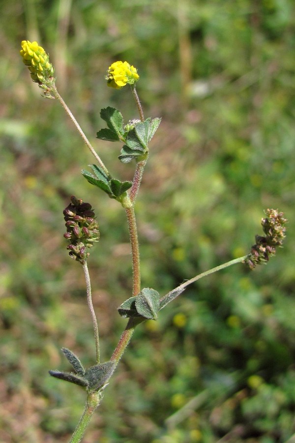 Изображение особи Medicago lupulina.