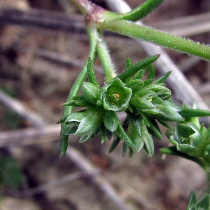 Изображение особи Scleranthus annuus.