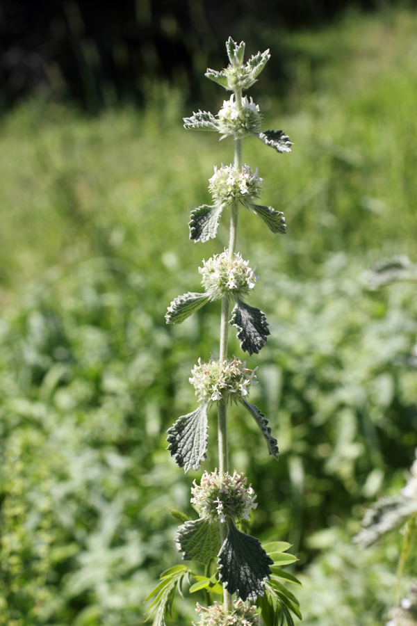 Image of Marrubium anisodon specimen.