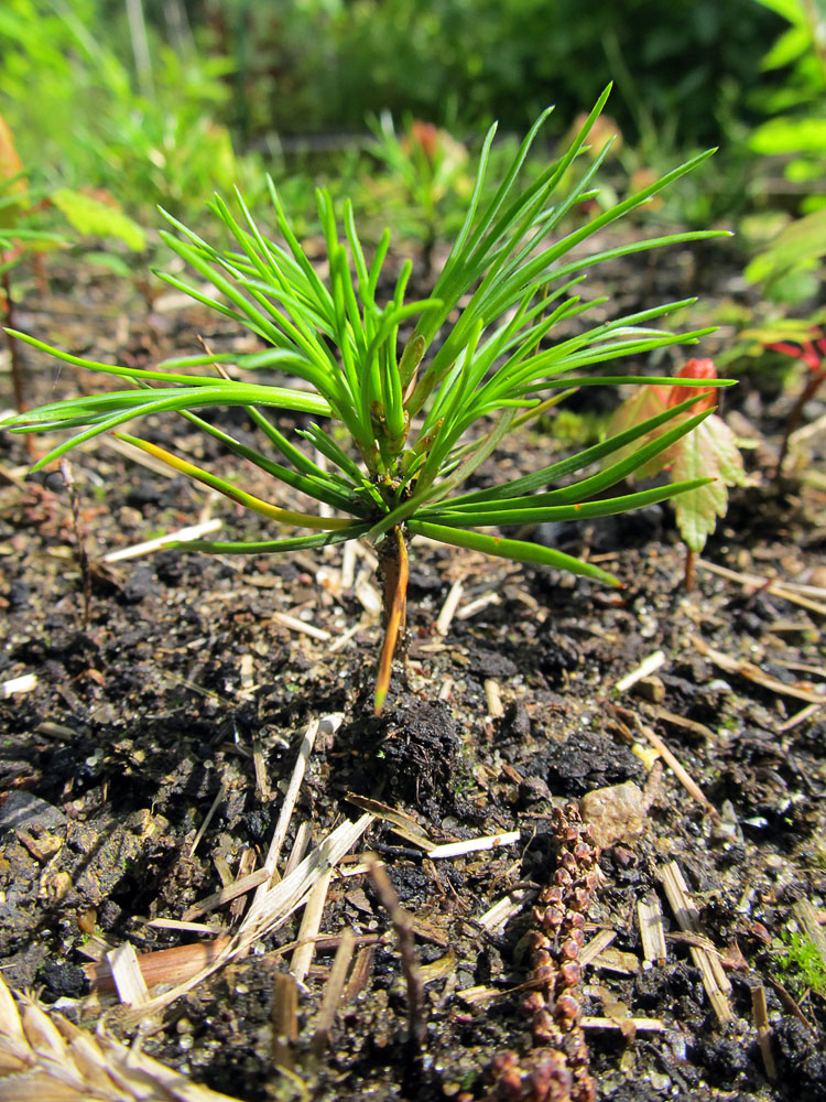 Изображение особи Pinus koraiensis.