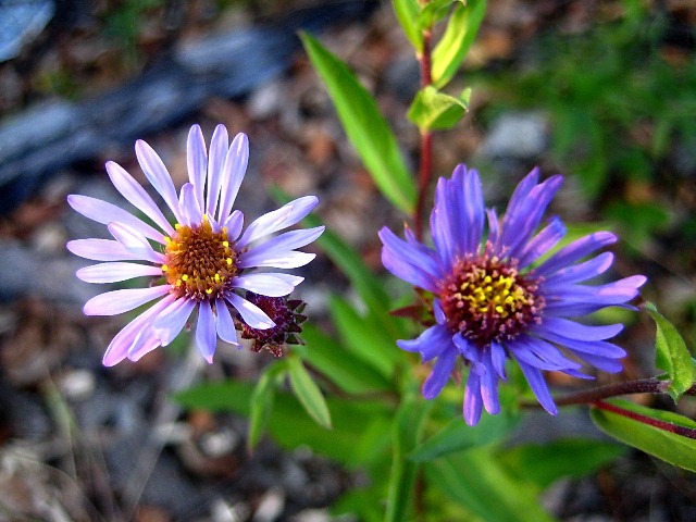 Image of Aster sibiricus specimen.