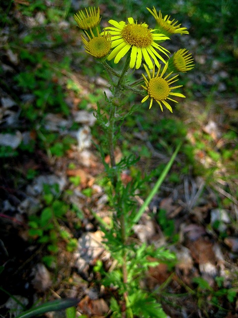 Изображение особи Senecio ambraceus.