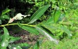 Salix phylicifolia. Верхушка побега (гибрид S. phylicifolia × S. dasyclados). Окр. Архангельска, окраина свалки древесных отходов. 10.07.2012.