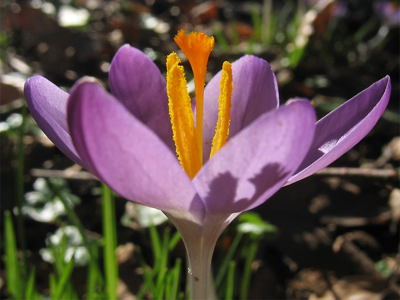 Изображение особи Crocus tommasinianus.