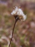 Saussurea alpina. Прошлогодний цветонос с вызревшими плодами в корзинках. Окр. Мурманска, начало июня.