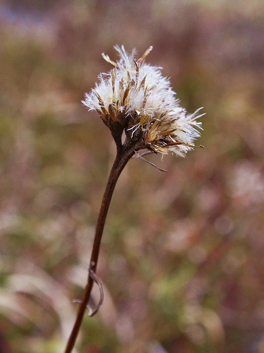 Изображение особи Saussurea alpina.