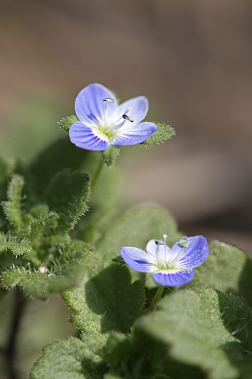 Image of Veronica persica specimen.