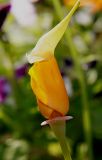 Eschscholzia californica