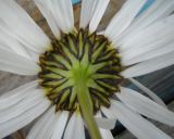 Tripleurospermum subpolare