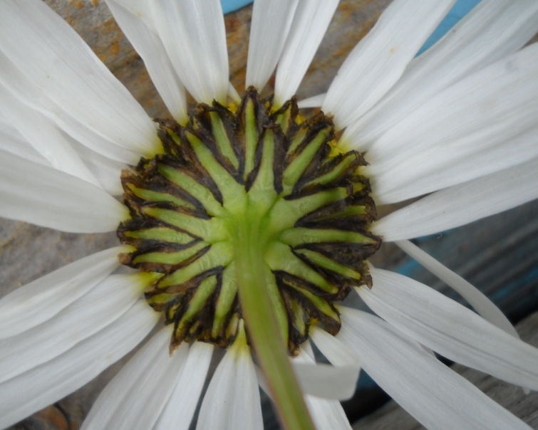Image of Tripleurospermum subpolare specimen.