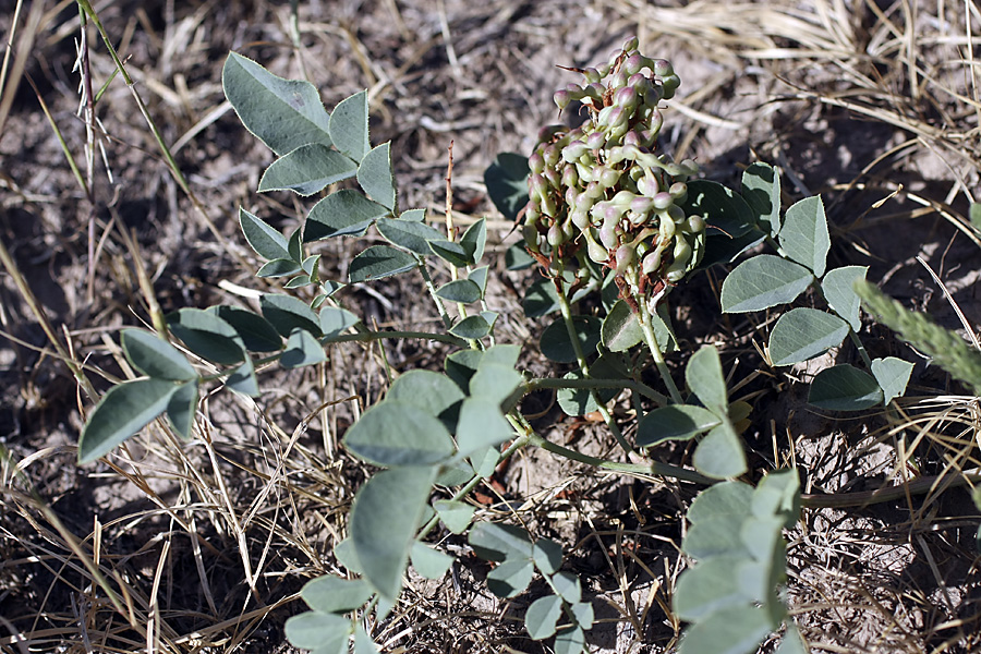 Изображение особи Glycyrrhiza aspera.