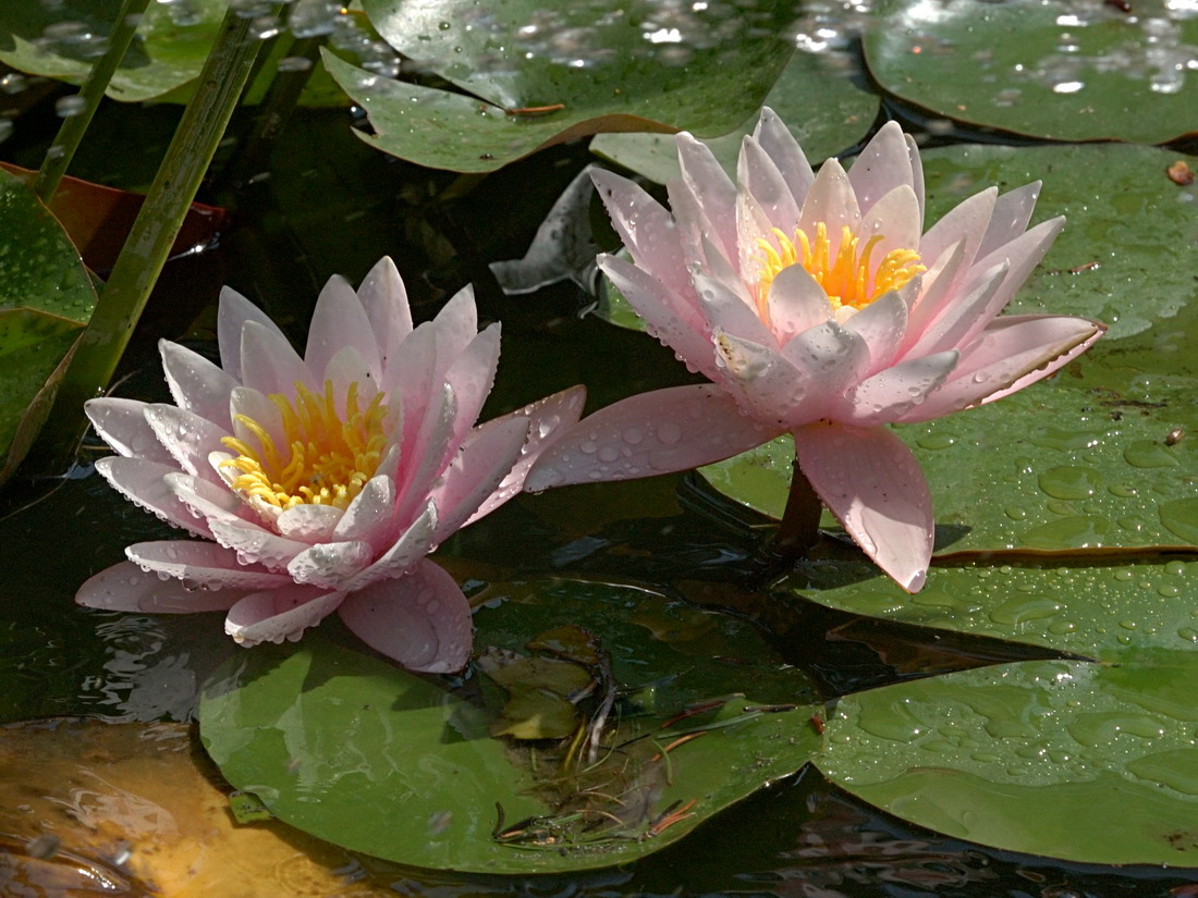 Image of Nymphaea odorata specimen.