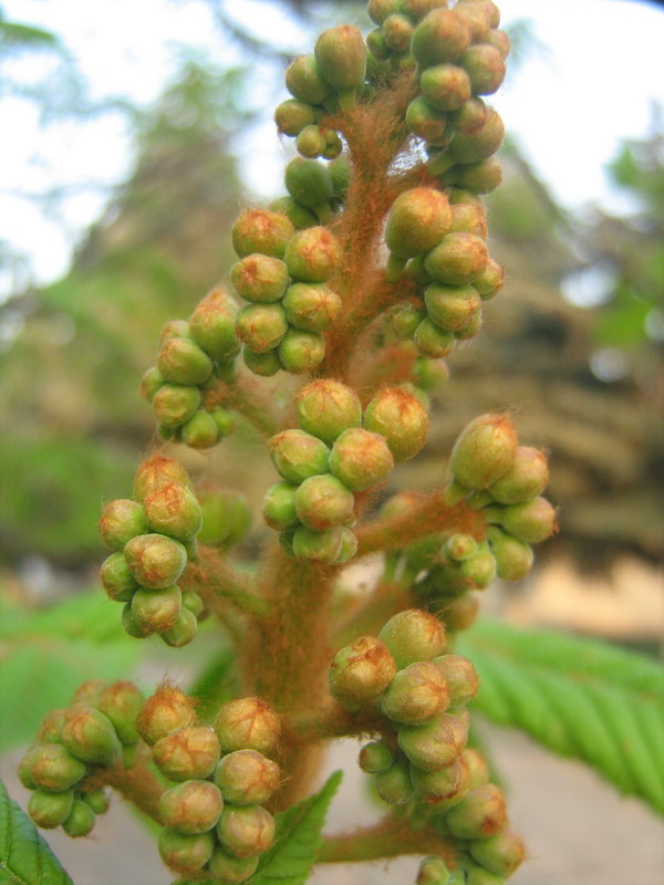 Изображение особи Aesculus hippocastanum.