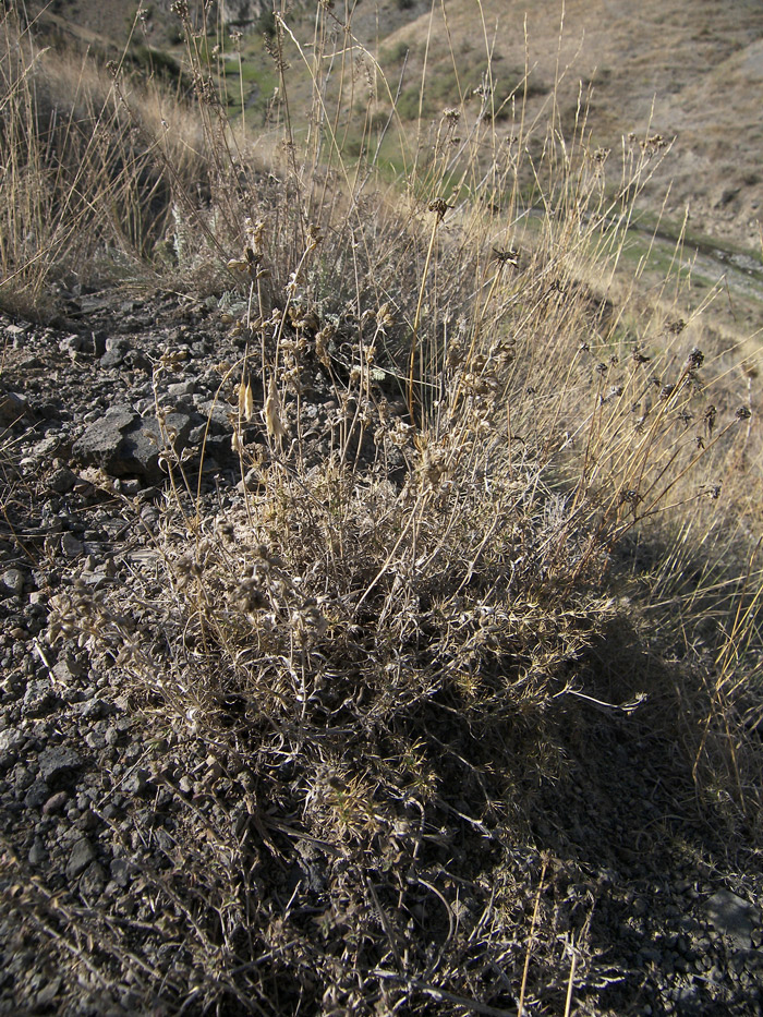 Image of Silene spergulifolia specimen.