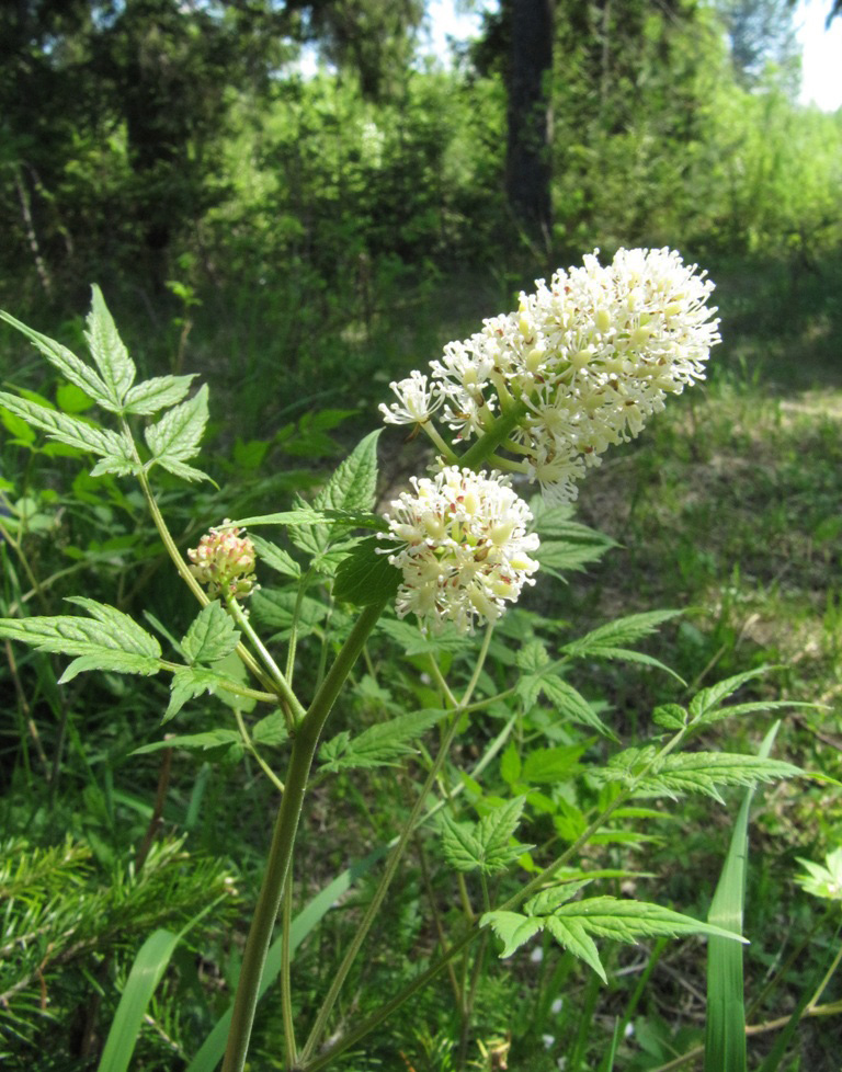 Image of Actaea erythrocarpa specimen.