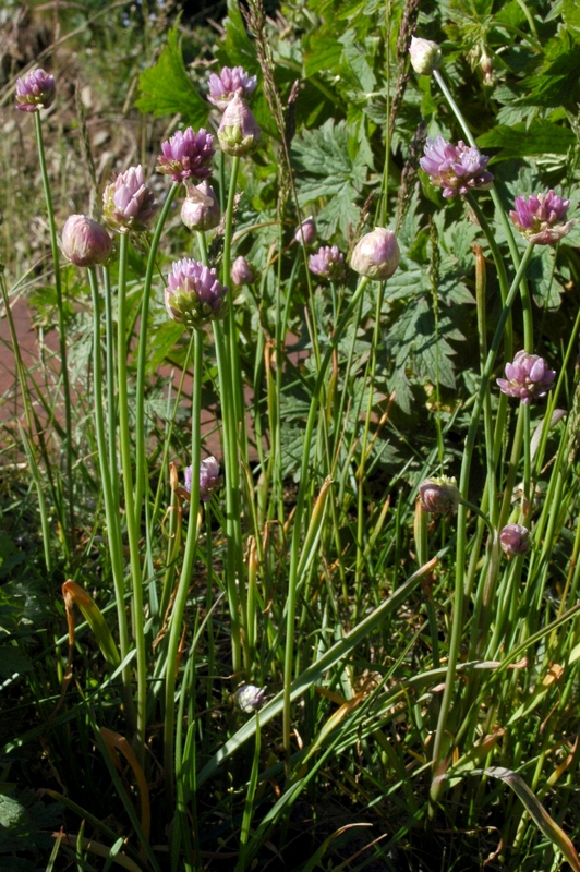 Image of Allium schoenoprasoides individual.