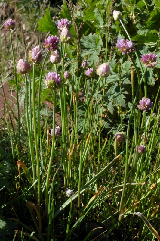 Image of Allium schoenoprasoides specimen.