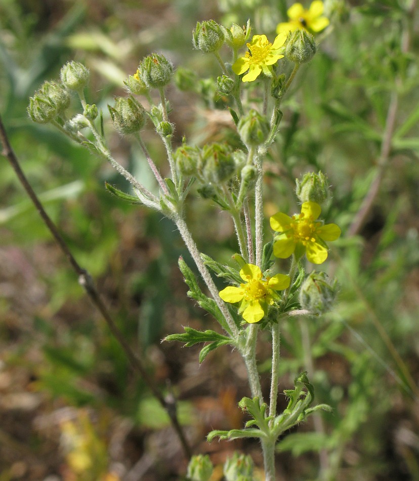 Изображение особи Potentilla argentea.