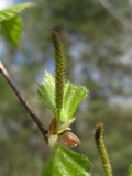 Betula pendula