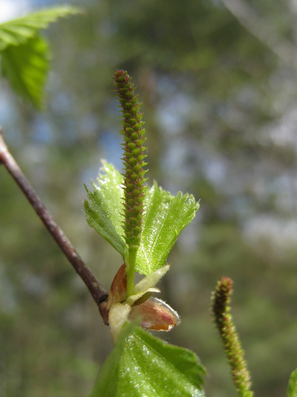 Image of Betula pendula specimen.