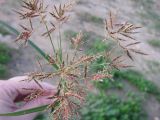 Cyperus rotundus. Соцветие. Израиль, г. Беэр-Шева, понижение на пустыре, где застаивается дождевая вода. 09.12.2012.