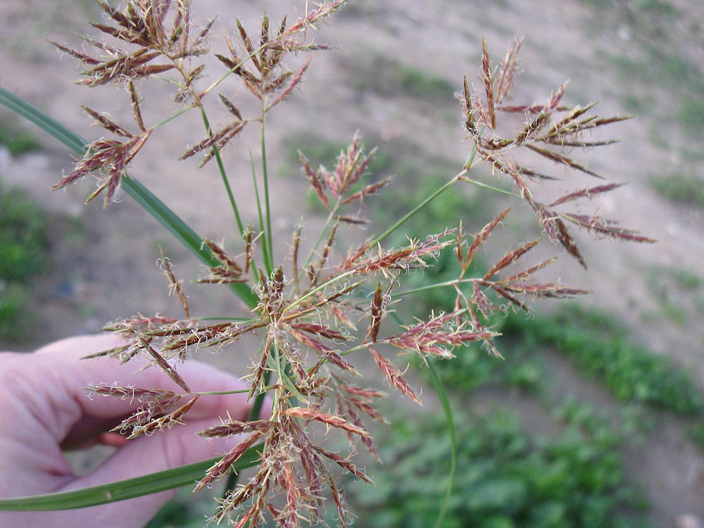 Изображение особи Cyperus rotundus.