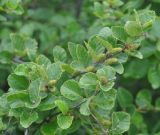 Betula ovalifolia