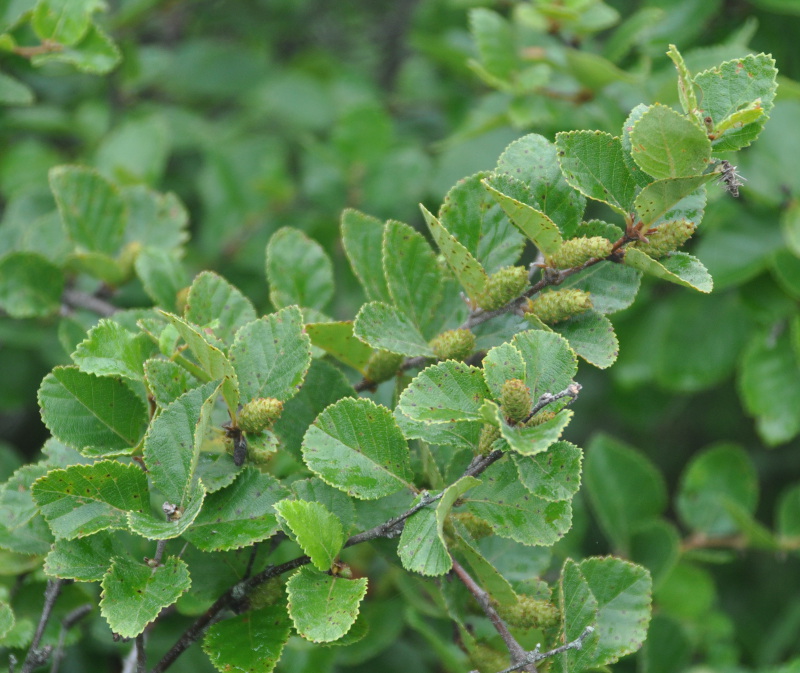 Изображение особи Betula ovalifolia.