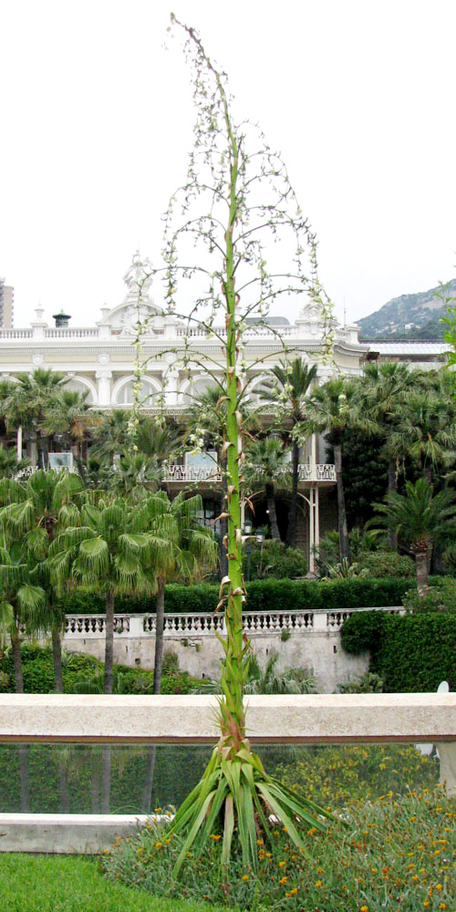 Image of Furcraea longaeva specimen.