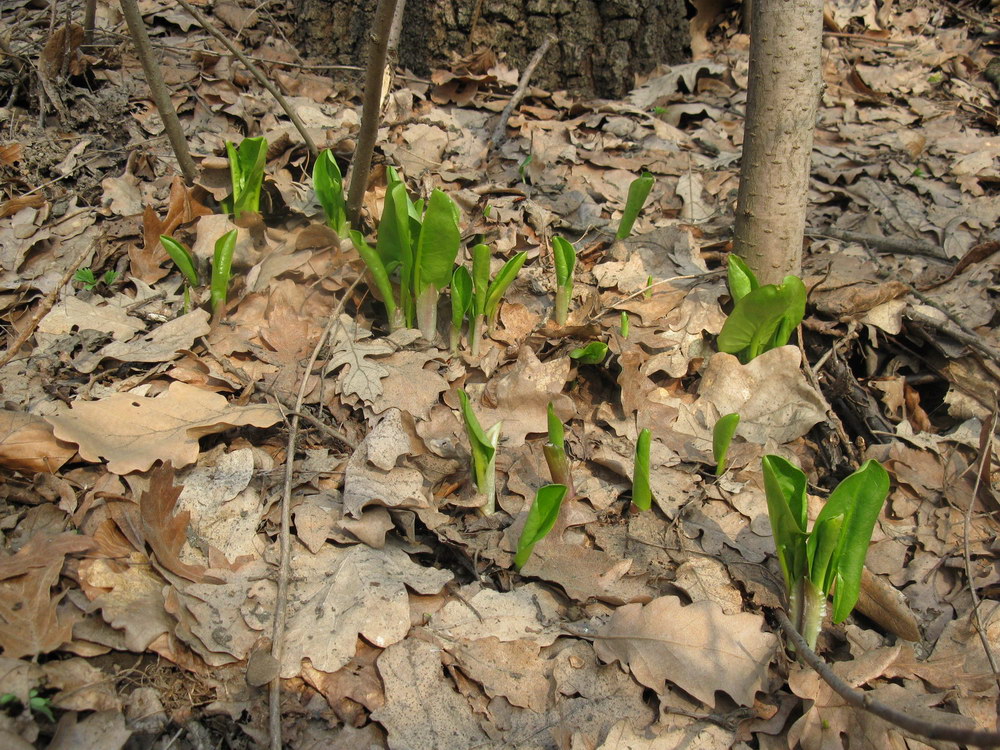 Image of Arum elongatum specimen.