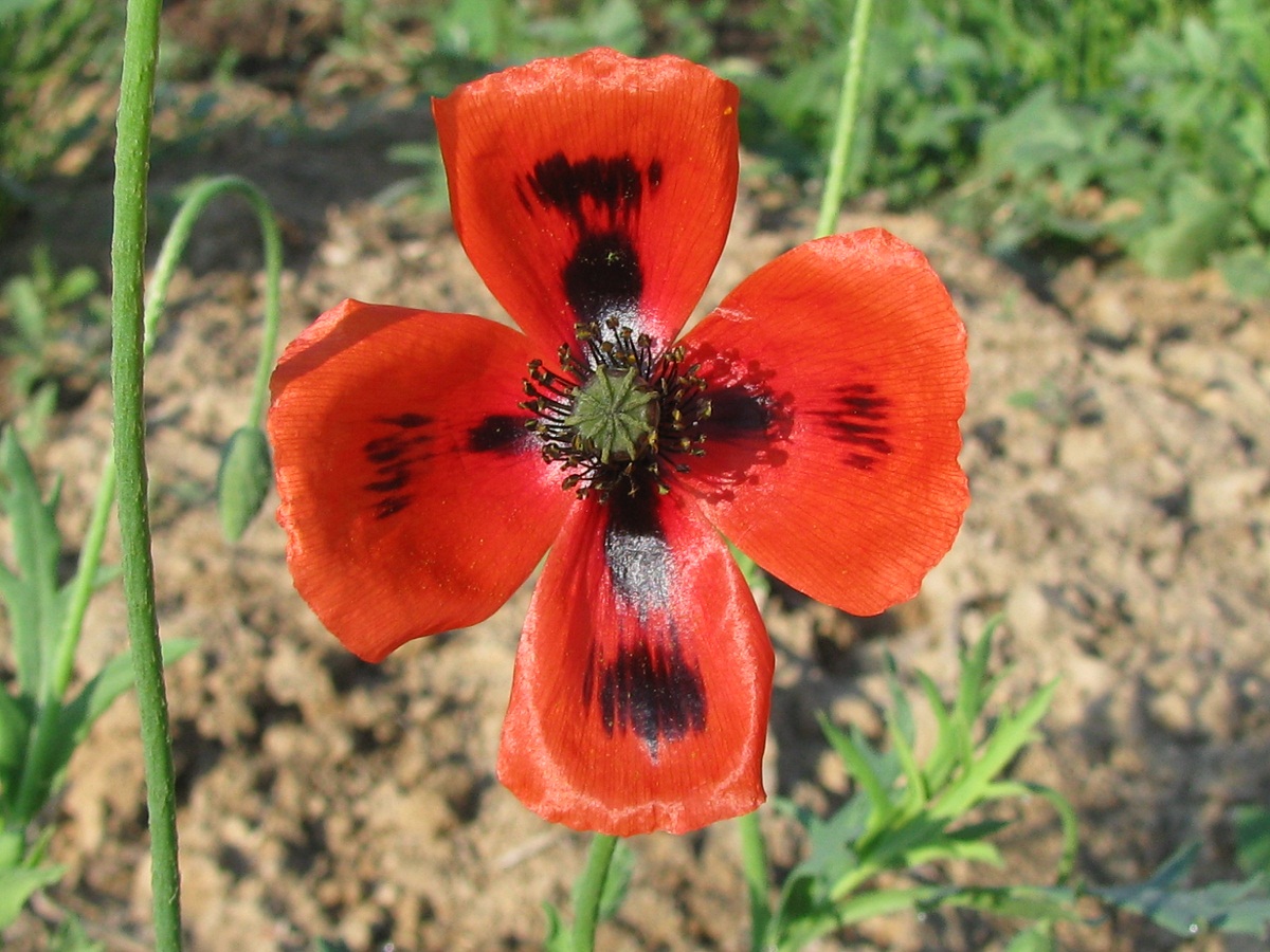 Image of Papaver laevigatum specimen.