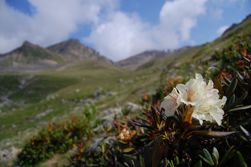 Изображение особи Rhododendron caucasicum.